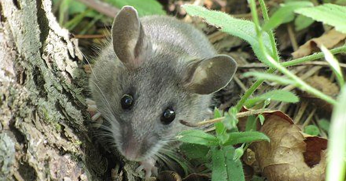 Deadly rodent-borne hantavirus is an emerging disease with pandemic potential